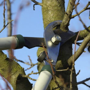 Pruning apple trees