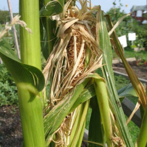 Racoon damaged corn