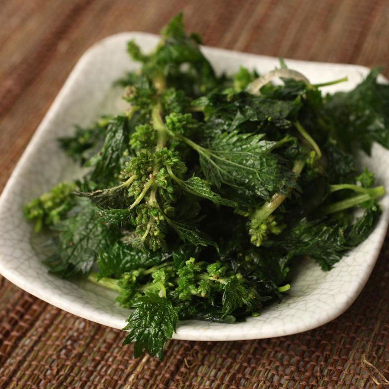stinging nettle