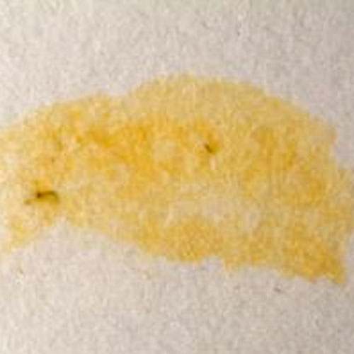 Hydrocarbon stain left by Asian ladybug.