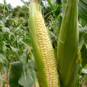 Sweet corn