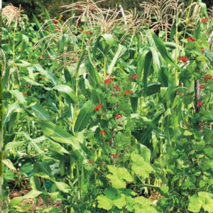 Three sisters, corn, beans and squash.