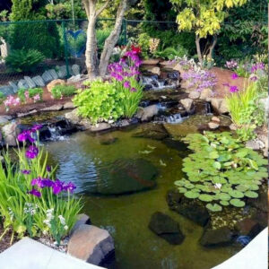 10 neat things about water gardening