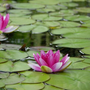 10 neat things about water gardening