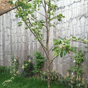 Young apple tree