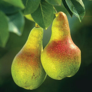 baked beets and pear recipe