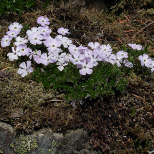 Phlox diffusa