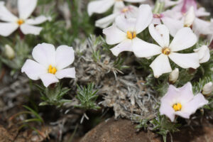 Phlox hoodii