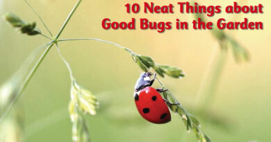 10 Neat Things about Good bugs in the garden