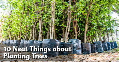 10 Neat Things about planting trees