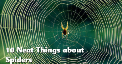 10 Neat Things about spiders