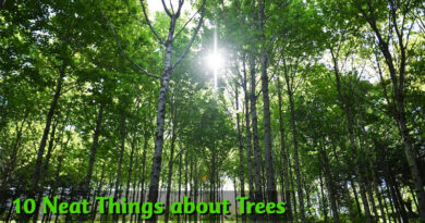 10 Neat Things about Trees