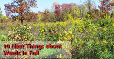 10 Neat Things about Weeds in Fall