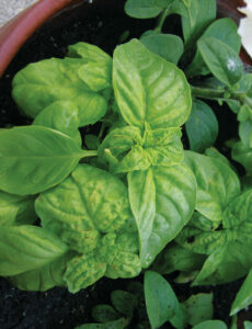 basil lemon and garlic pasta dish