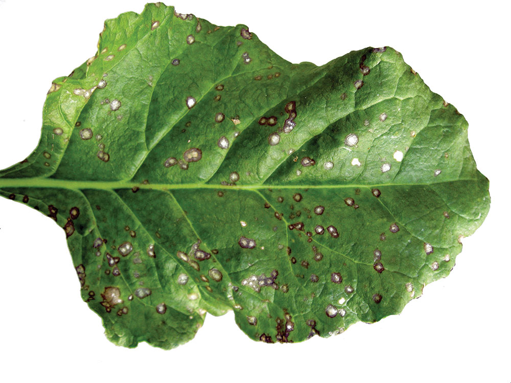 Beet disease