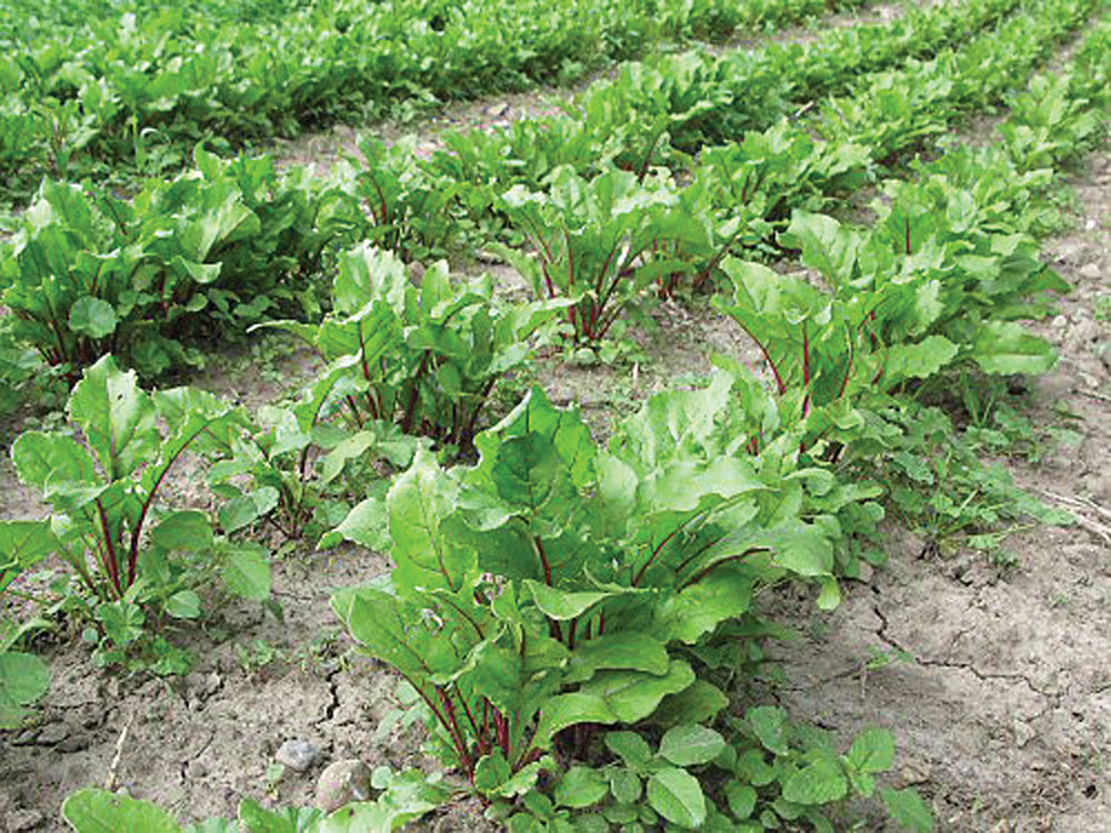 growing beets in the garden