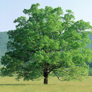 Bur oak tree
