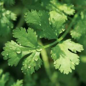 cilantro leaves