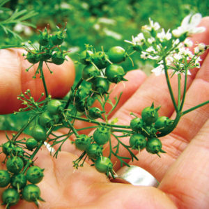 coriander