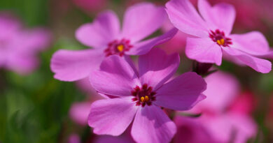 creeping phlox