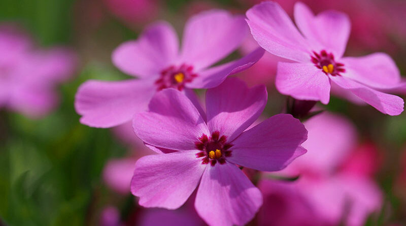creeping phlox