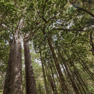 forest