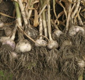 harvesting garlic
