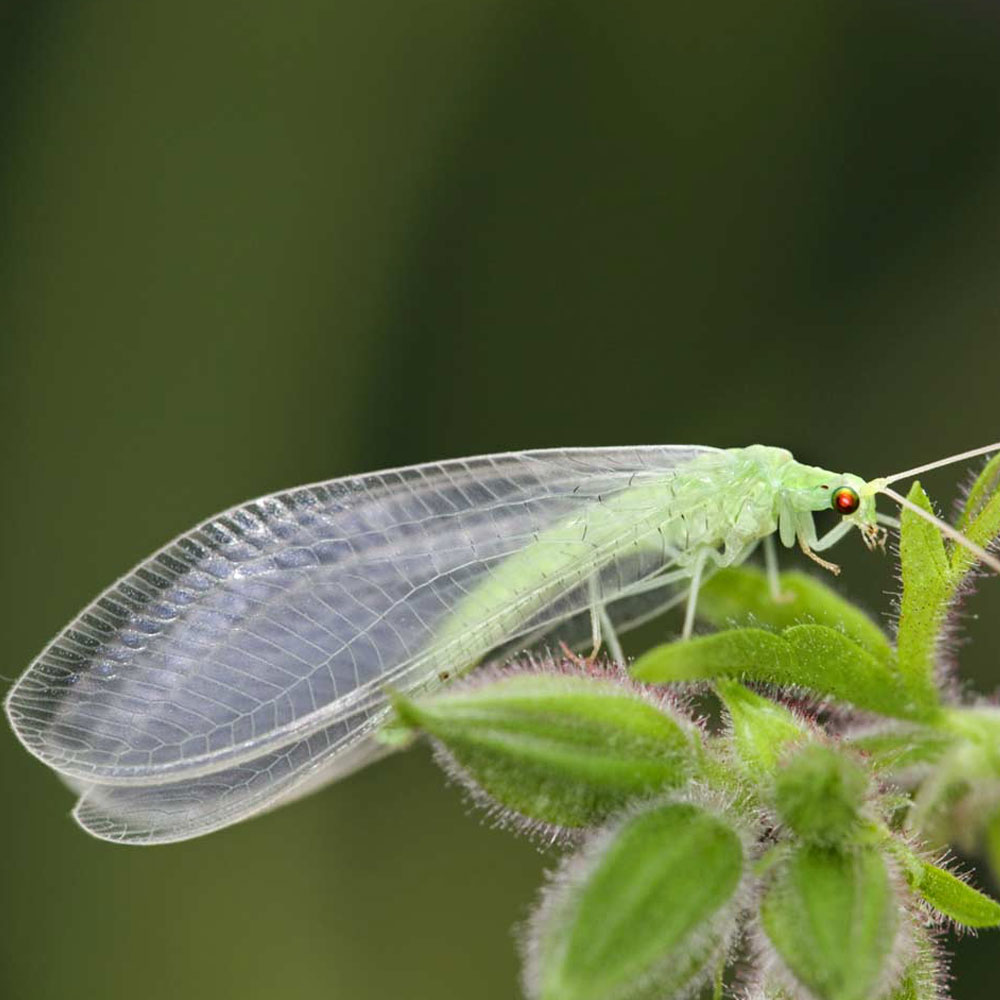 Lacewing