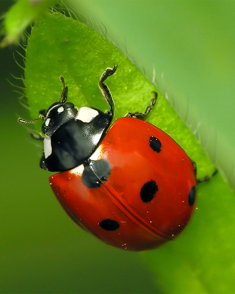 Ladybug