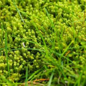 moss on lawn