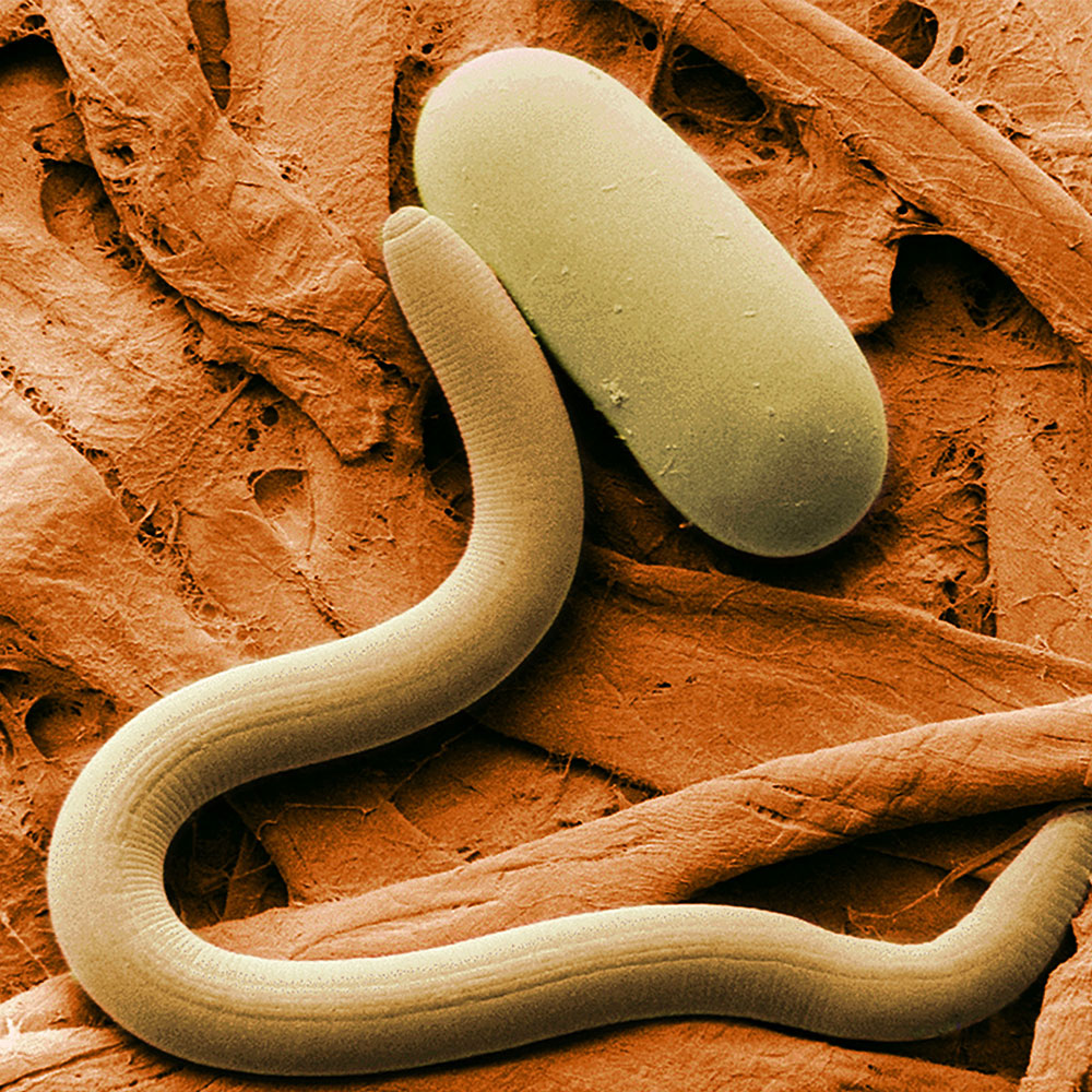 nematodes