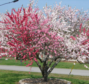 Peach tree