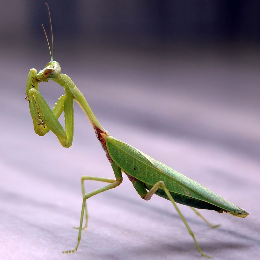 Praying mantis