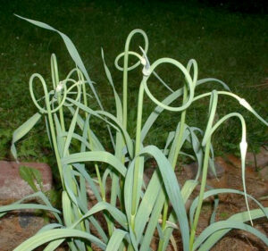allium rocambole
