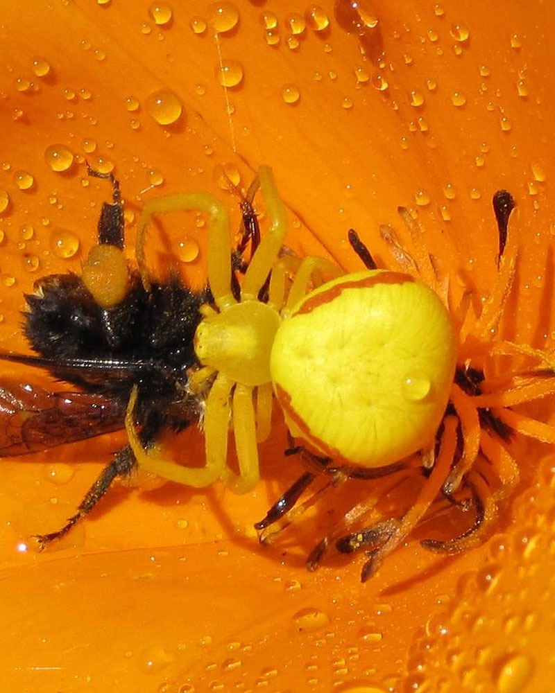 goldenrod spider