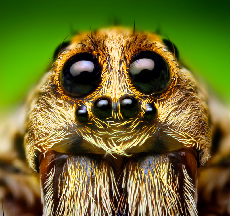 10 Neat Things about spiders eyes
