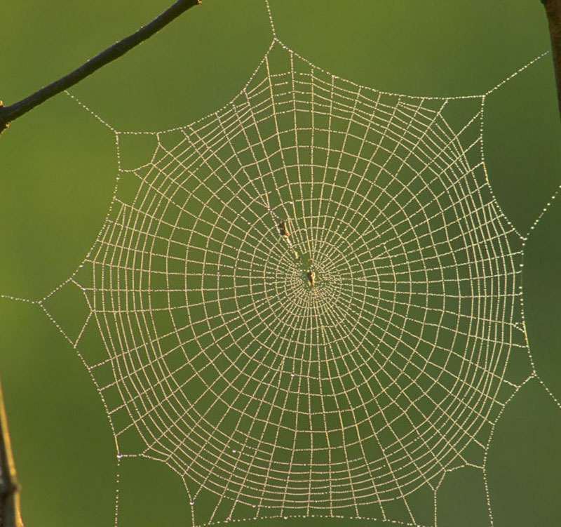 Spider silk