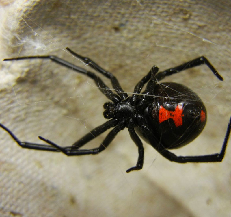 Black widow spider