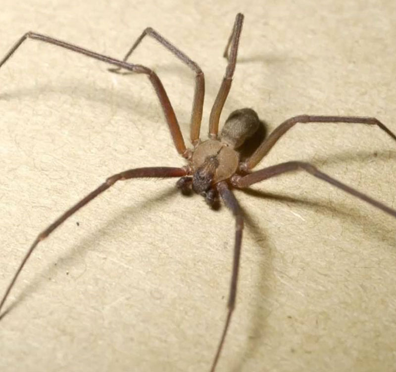 Brown recluse spider