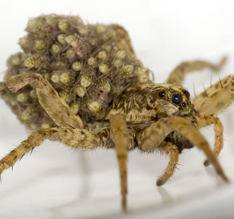 Female wolf spider