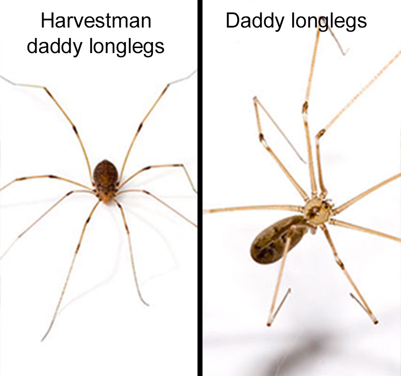 Harvestman vs daddy long leggs spider