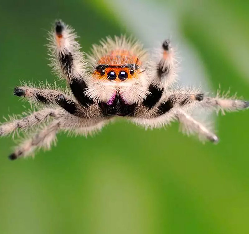 Jumping spider