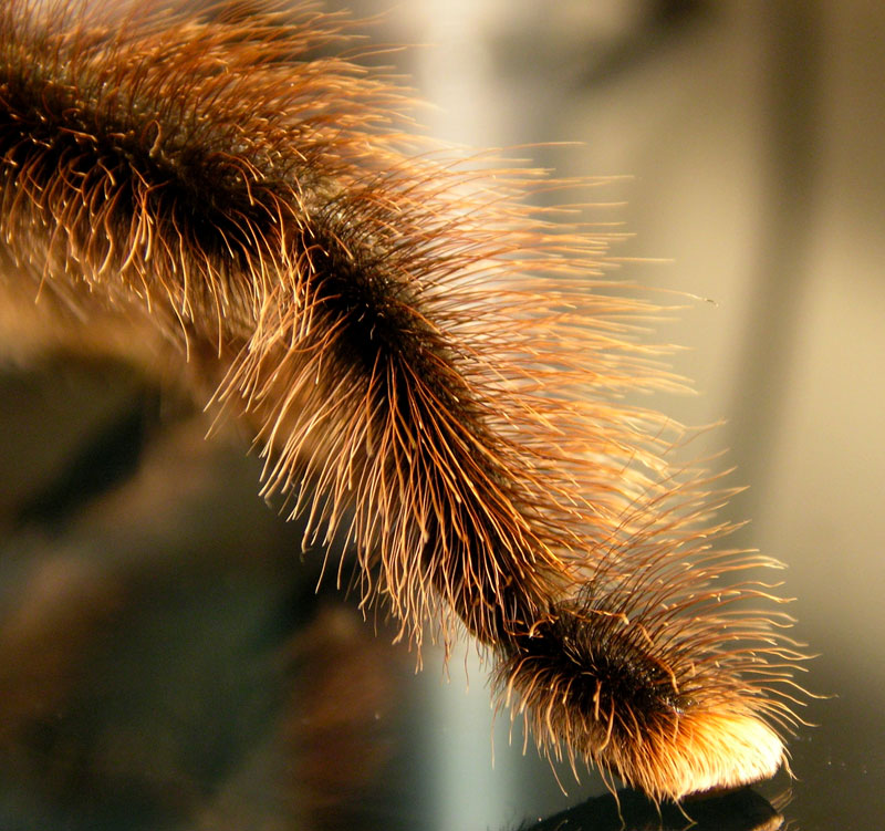 Spider legs