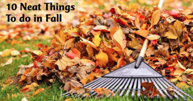 10 Neat Things to do in fall