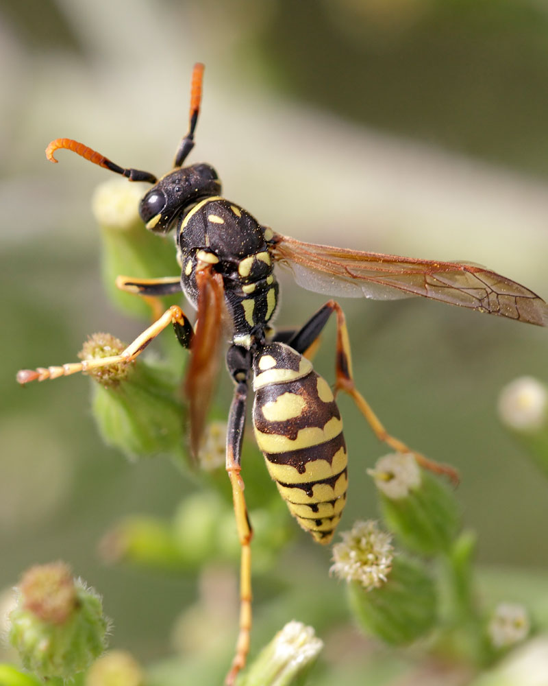 Wasp