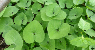 Canadian wild ginger