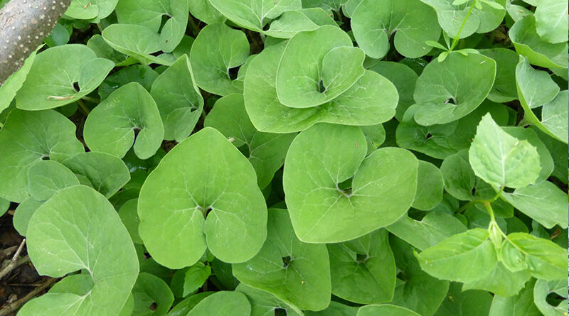 Canadian wild ginger