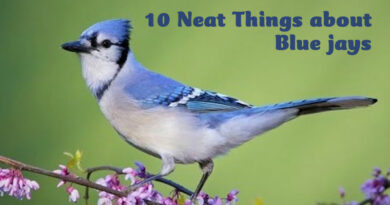 10 Neat things about blue jays