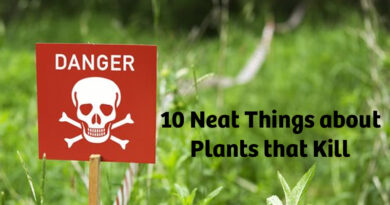 Plants that kill