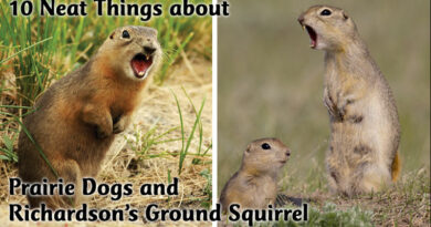 10 Neat Things about Prairie Dogs and Richardson's ground squirrels